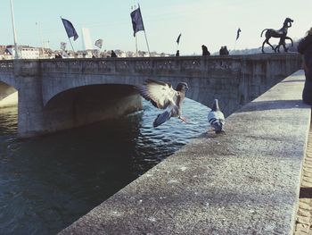 Seagulls flying over bridge