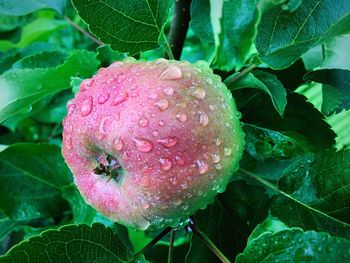 Close-up of raindrops on wet rose