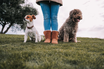 Dog sitting on field