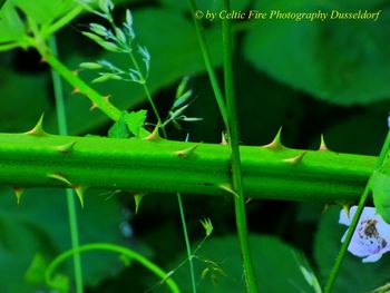 Close-up of green leaf on grass