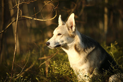 Dog looking away on field
