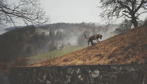 Horses on landscape against sky