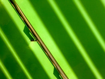 Close-up of insect on green leaf