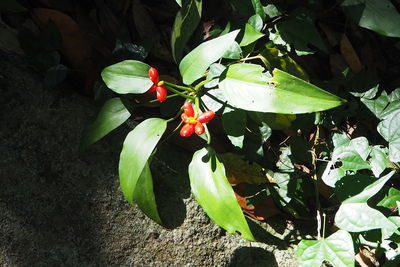 High angle view of flowers blooming outdoors