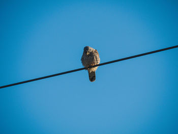 Low angle view of bird perching on cable against blue sky