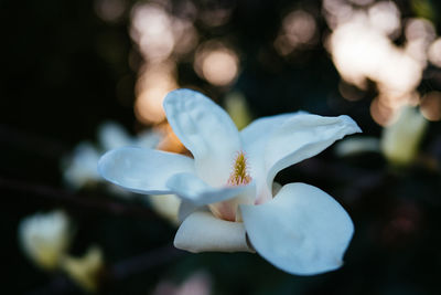 Close-up of white flowering plant