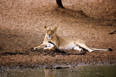 View of a cat drinking water