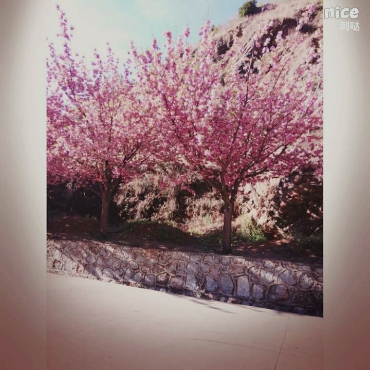 tree, flower, pink color, growth, nature, beauty in nature, auto post production filter, branch, sky, building exterior, built structure, day, architecture, no people, outdoors, transfer print, freshness, plant, house, pink