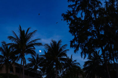 Low angle view of coconut palm trees against blue sky