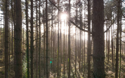 Trees in forest