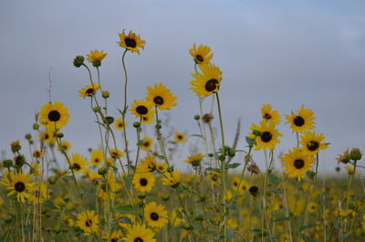 Close-up of yellow flowers blooming in field