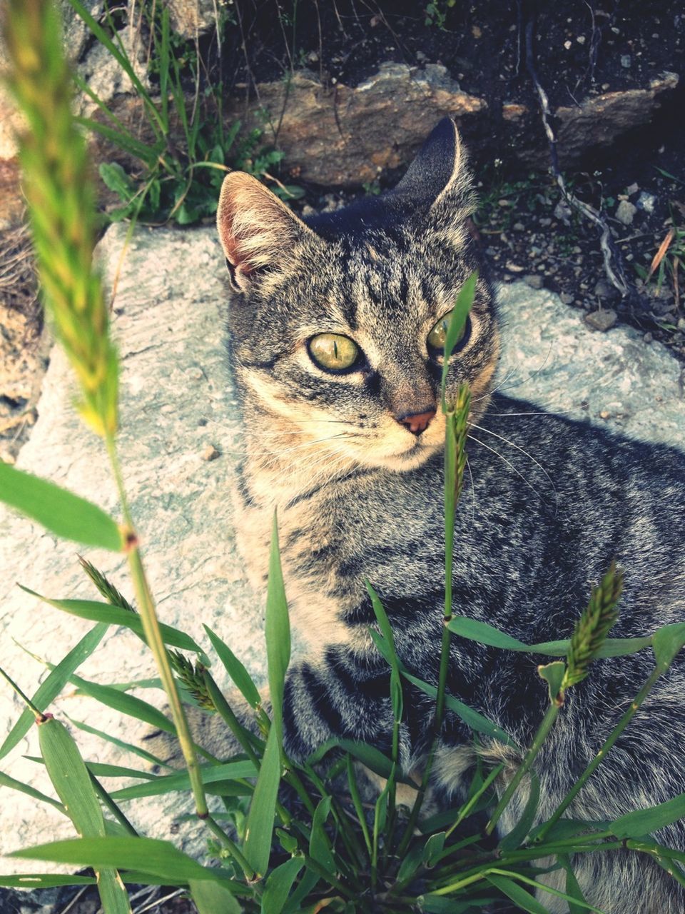 domestic cat, one animal, animal themes, cat, feline, mammal, pets, whisker, domestic animals, portrait, looking at camera, plant, sitting, alertness, close-up, outdoors, leaf, staring, grass