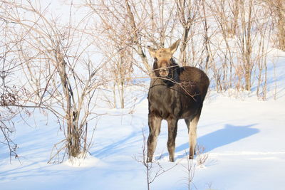 Horse on snow covered field