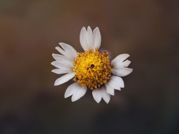 Close-up of white daisy