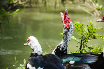 Close-up of bird on tree by water