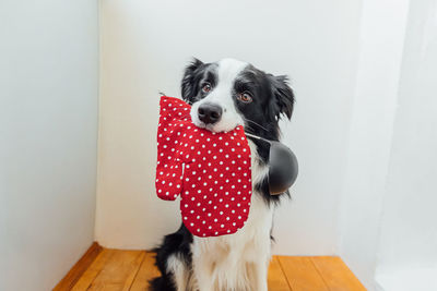 Funny puppy dog border collie holding kitchen spoon ladle oven mitt in mouth at home