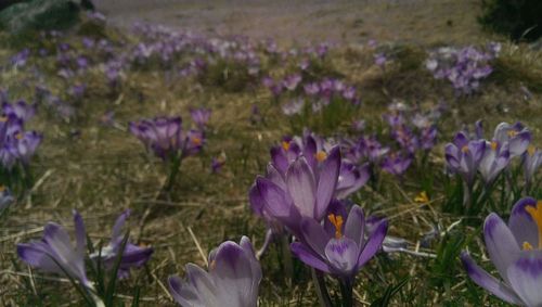 Close-up of purple crocus blooming on field