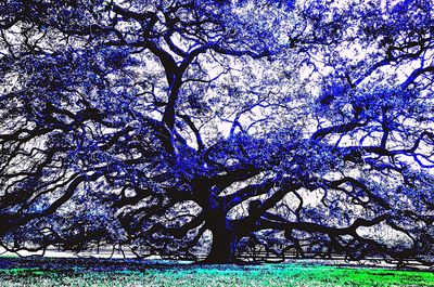 Low angle view of tree against sky