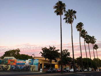 Palm trees by road against sky