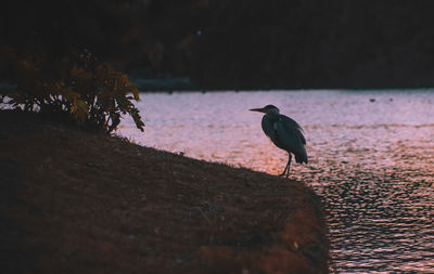 Bird perching on a wood