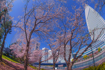 View of cherry blossom trees in park