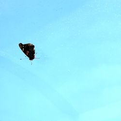 Low angle view of butterfly flying in the sky