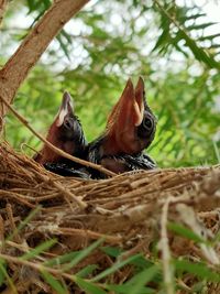 Birds sitting on a tree