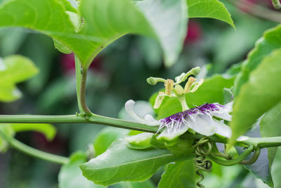 Passiflora edulis, pollinated passion fruit flower, in cultivation surrounded by green leaves