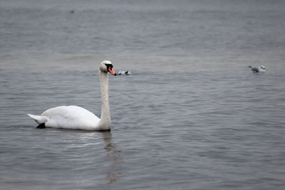 Swans swimming in lake
