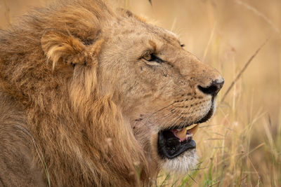 Close-up of male lion head in grass