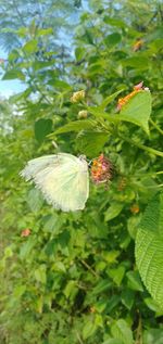 Close-up of butterfly on flower