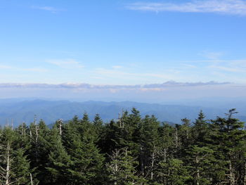 Scenic view of forest against sky