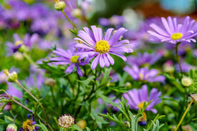 Close-up of purple flowering plants