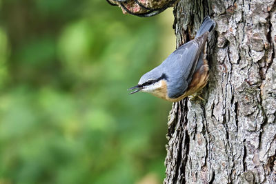 Close-up of bird perching on tree trunk