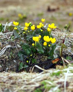 Close-up of yellow flowers growing in field