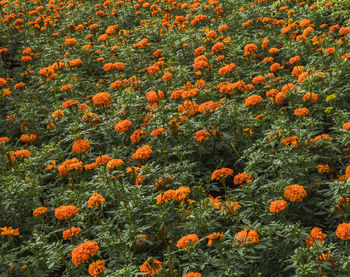 Close-up of orange flowering plants on field