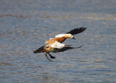 Bird flying over lake