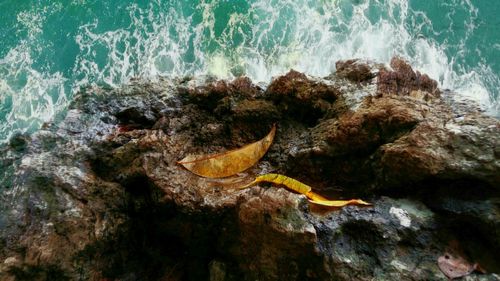 High angle view of turtle in sea