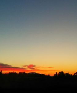 Silhouette of trees at sunset