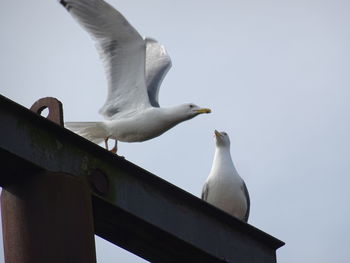 Low angle view of seagulls perching on wall
