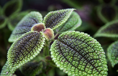 Macro shot of green leaves on plant