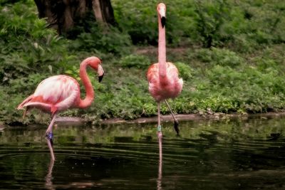 Close-up of birds in lake