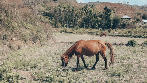 Horse grazing in field