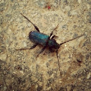 Close-up of insect on wall