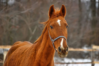 Portrait of horse in ranch