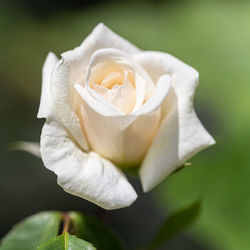 Close-up of white rose