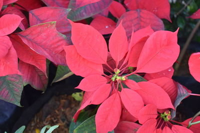 Close-up of red flowering plant