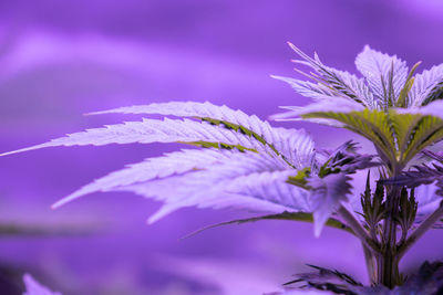Close-up of marijuana plant