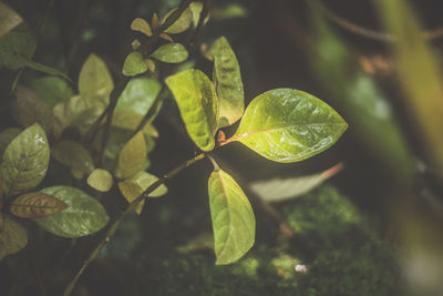 Close-up of wet leaves