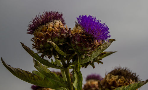 Close-up of purple flower against sky